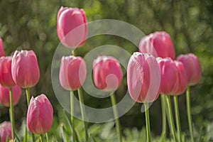 Beautiful tulips in castle garden