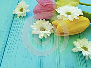 Beautiful tulips of chrysanthemum bloom celebration season background greeting mothers day , on a blue wooden background