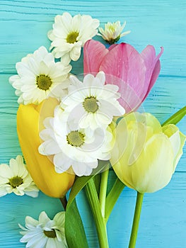 Beautiful tulips of chrysanthemum celebration background greeting mothers day , on a blue wooden background