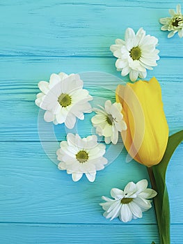 Beautiful tulips of chrysanthemum celebration greeting mothers day , on a blue wooden background