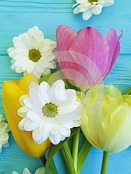 Beautiful tulips of chrysanthemum celebration season background greeting mothers day , on a blue wooden background