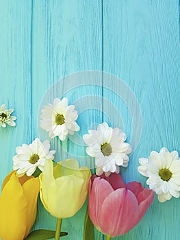 Beautiful tulips of chrysanthemum fresh celebration season background greeting mothers day , on a blue wooden background