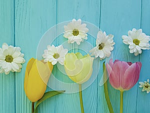 Beautiful tulips of chrysanthemum fresh season background greeting mothers day , on a blue wooden background