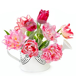 Beautiful tulips in a decorative watering can isolated on a white background