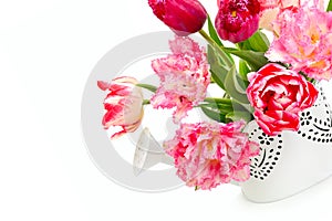 Beautiful tulips in a decorative watering can isolated on a white background. Free space for text