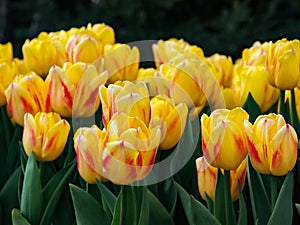 Beautiful tulips in field of flora park