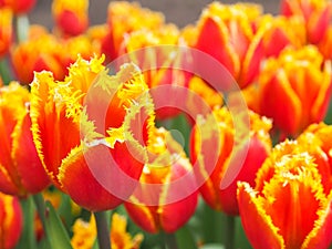 Beautiful tulips in field of flora park