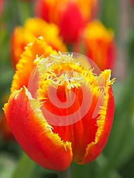 Beautiful tulips in field of flora park