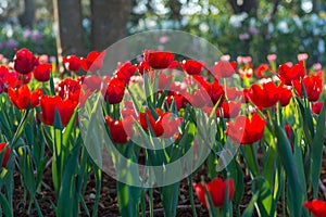 Beautiful tulips field in garden