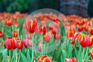 Beautiful tulips field in garden