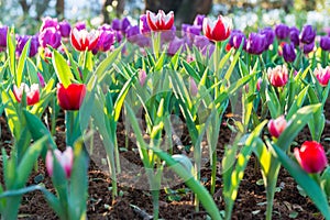 Beautiful tulips field in garden