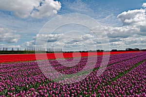 Beautiful tulips field in Holland, Netherlands