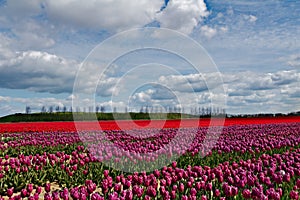 Beautiful tulips field in Holland, Netherlands