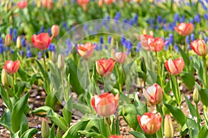 Beautiful Tulips