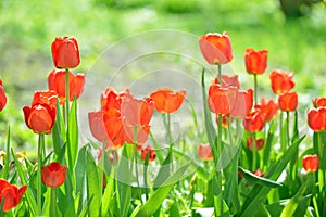 Beautiful tulips field in spring time.