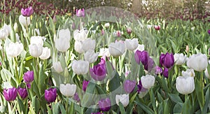 Beautiful tulips field in spring time with sun rays