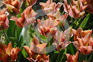 Beautiful tulips in a flower bed in Springtime