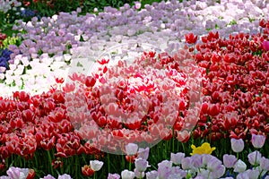 Beautiful tulips flower in the garden at Istanbul, Turkey. Tulips are originated from Turkey.