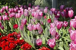 Beautiful tulips in the flower garden, Nature background