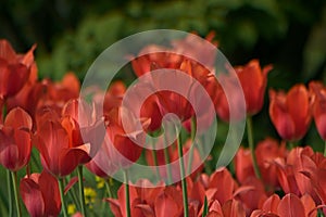 Beautiful tulips flower and green leaf background in the garden.
