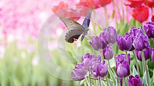 Beautiful tulips flower in tulip field at winter or spring day photo