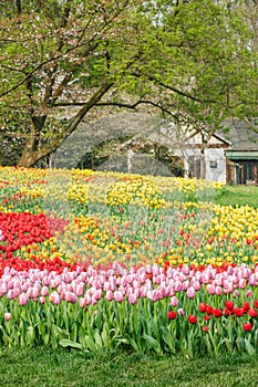 Beautiful tulips in garden