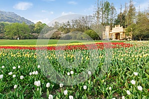 Beautiful tulips in garden