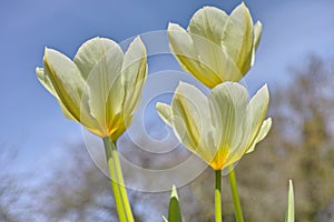 Beautiful tulips growing in a botanical garden in early springtime. Scenic view of flowering plants beginning to blossom