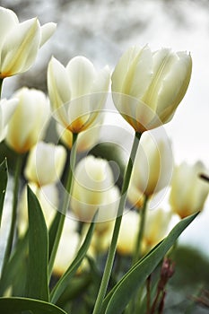 Beautiful tulips growing in a garden outdoors in early spring. Bunch of pretty and vibrant white flowers blooming in a