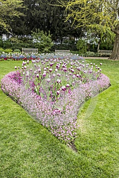 Beautiful tulips in Jephson Gardens in Leamington Spa