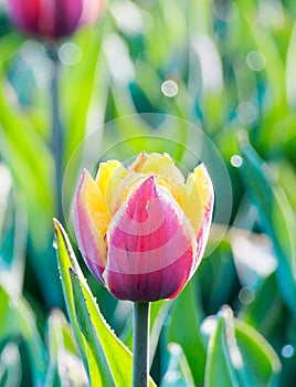 Beautiful tulips at Keukenhof garden, Natherlands