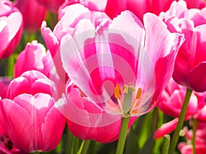 Beautiful tulips at Keukenhof garden, Natherlands