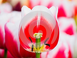 Beautiful tulips at Keukenhof garden, Natherlands