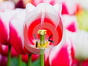 Beautiful tulips at Keukenhof garden, Natherlands