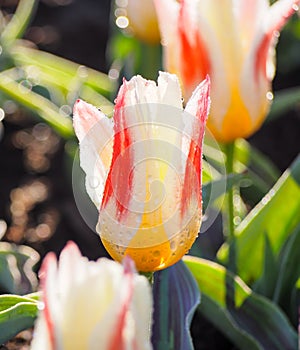 Beautiful tulips at Keukenhof garden, Natherlands