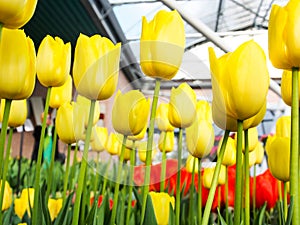 Beautiful tulips at Keukenhof garden, Natherlands