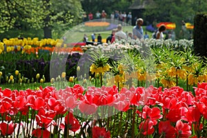 Beautiful tulips in Keukenhof, Holland