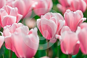 The beautiful tulips of Kunming