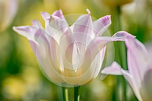 Beautiful tulips in the park