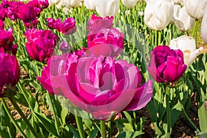 Beautiful tulips in the park. Spring concept