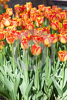 Beautiful tulips in the park. Spring concept