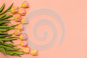 Beautiful tulips a pink paper background