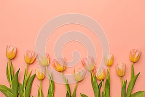 Beautiful tulips a pink paper background