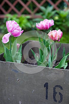 Beautiful tulips pink star growht in old metal box