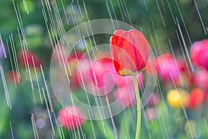 Beautiful tulips in the rain drops in the spring garden