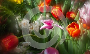 beautiful tulips in soft light on a blurred background with leaves and other flowers