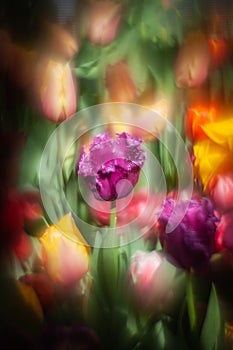 beautiful tulips in soft light on a blurred background with leaves and other flowers