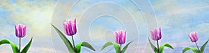 Beautiful tulips on the sunny cloudy sky. Spring background. Happy spring banner. Floral background.