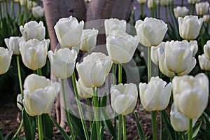 Beautiful tulips on the territory of Baku Boulevard in April