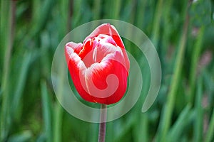 Beautiful tulips on the territory of Baku Boulevard in April